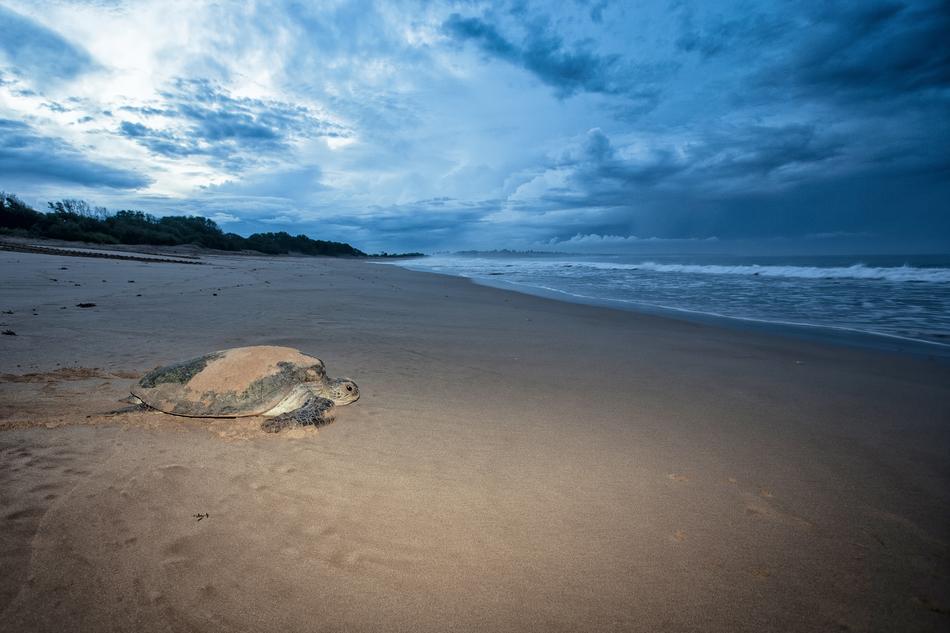 turtle crawling on a sandy beach