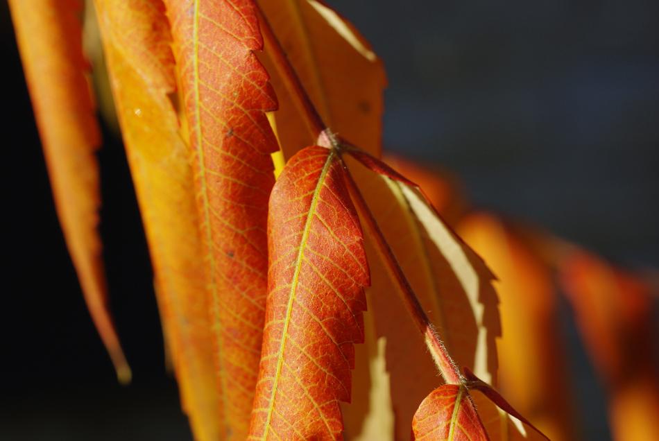 Leaves Foliage Autumn Dry