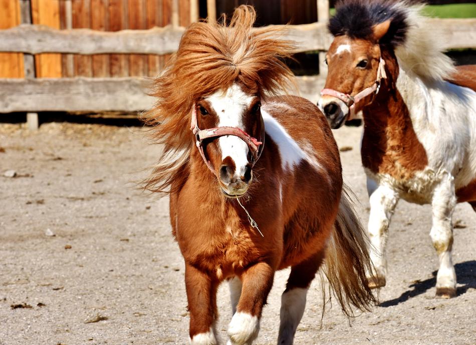 Horses Play