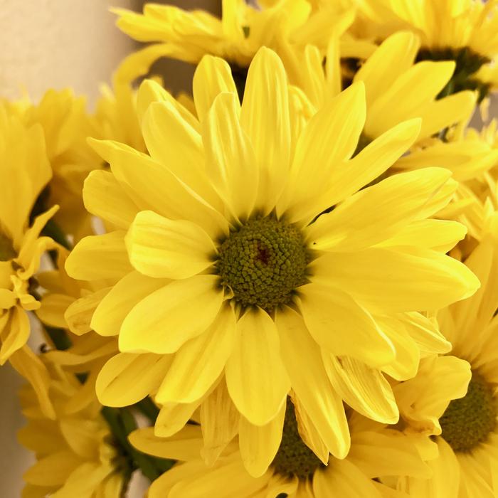 yellow tulips flowers bouquet