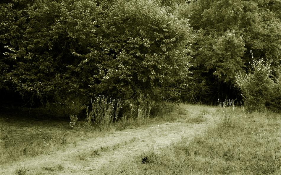 grass road in the woods