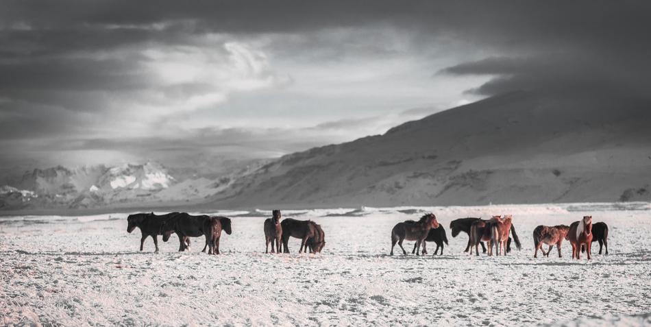 Horses Winter Outdoors