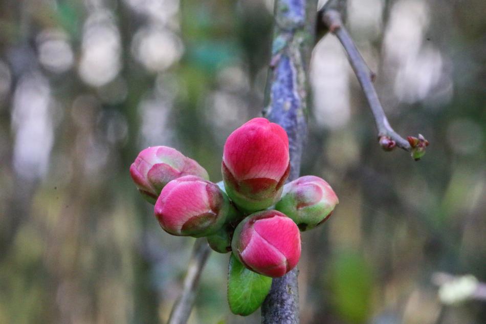 Cognacier Of Japan Shrub Flowers