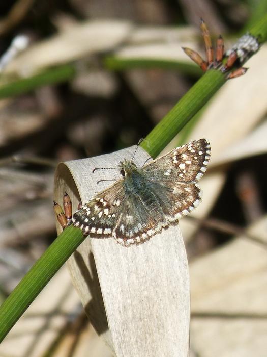 Grizzled Armoricanus Butterfly