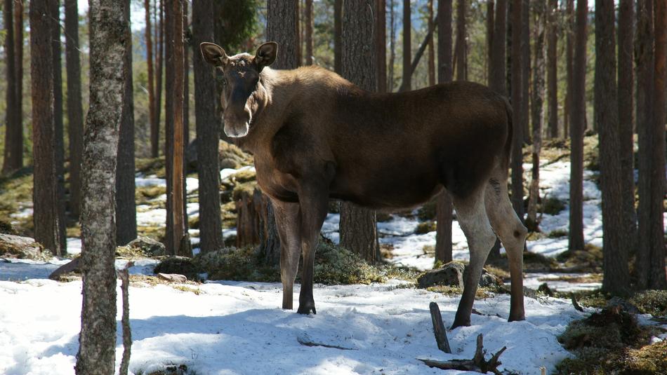 Moose animal forest