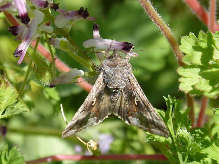 Moth Lepidopteran Butterfly