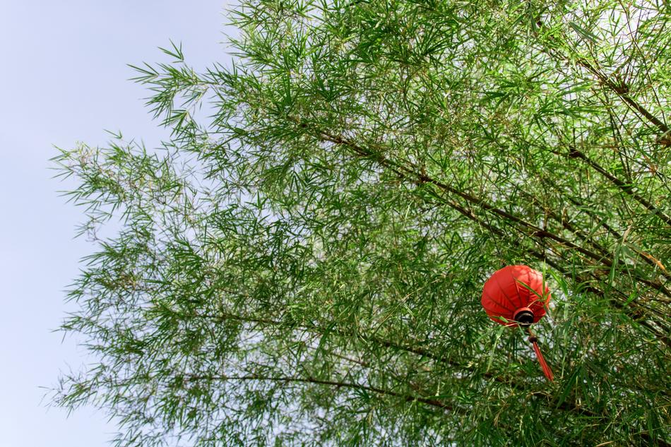 Bamboo Lantern Green