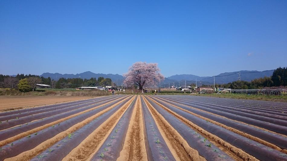 Cherry Blossoms view