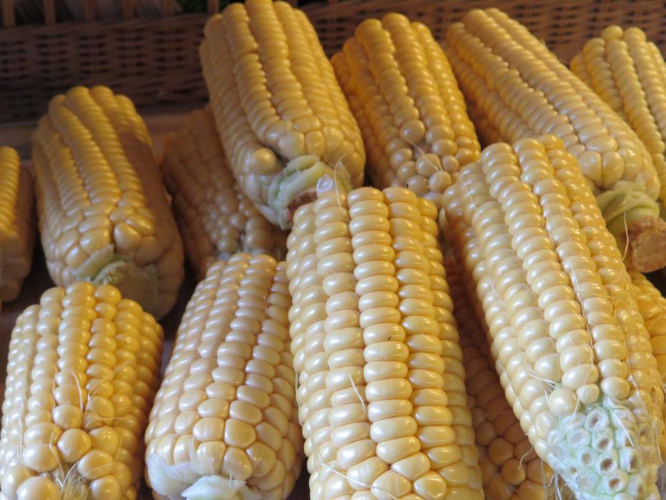 harvest of ripe sweet corn