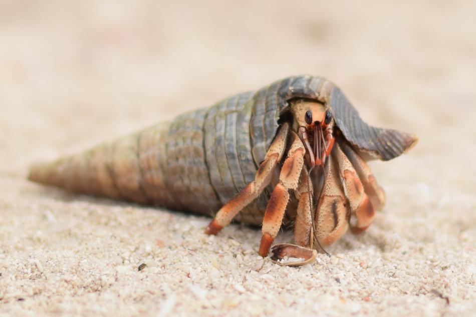 crawling hermit crab in the sand
