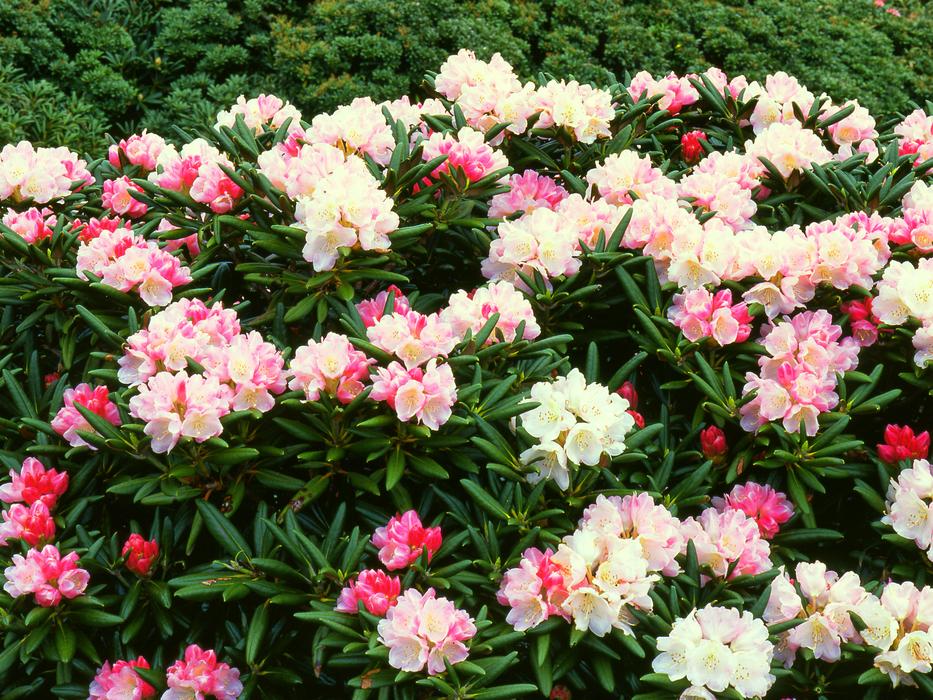 Flowers Rhododendrons macro