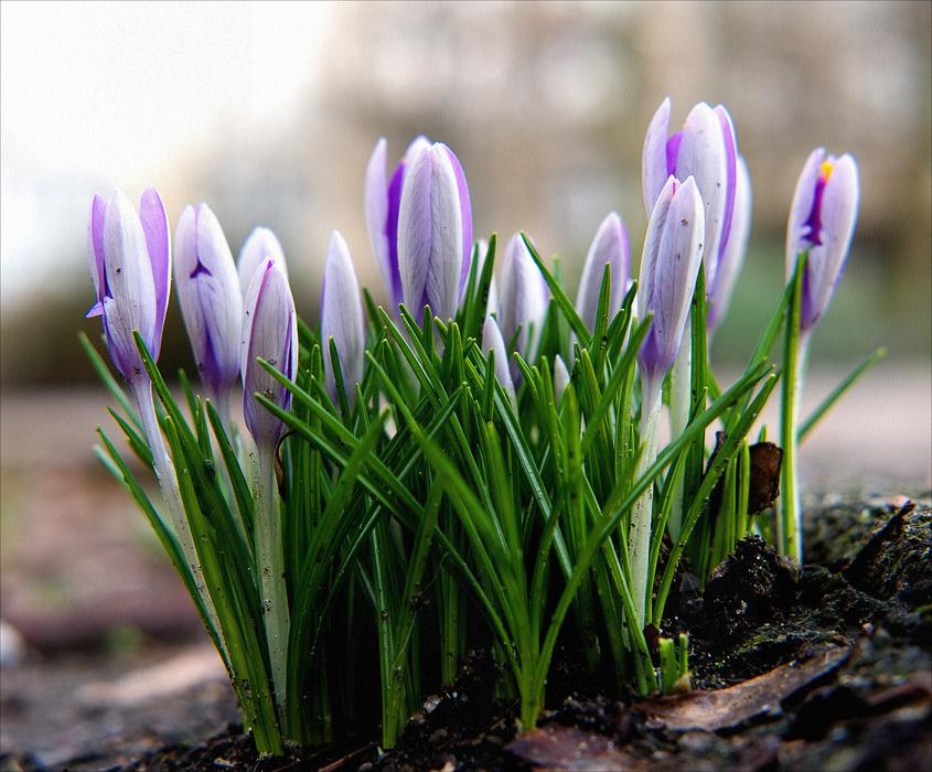 Spring Crocus
