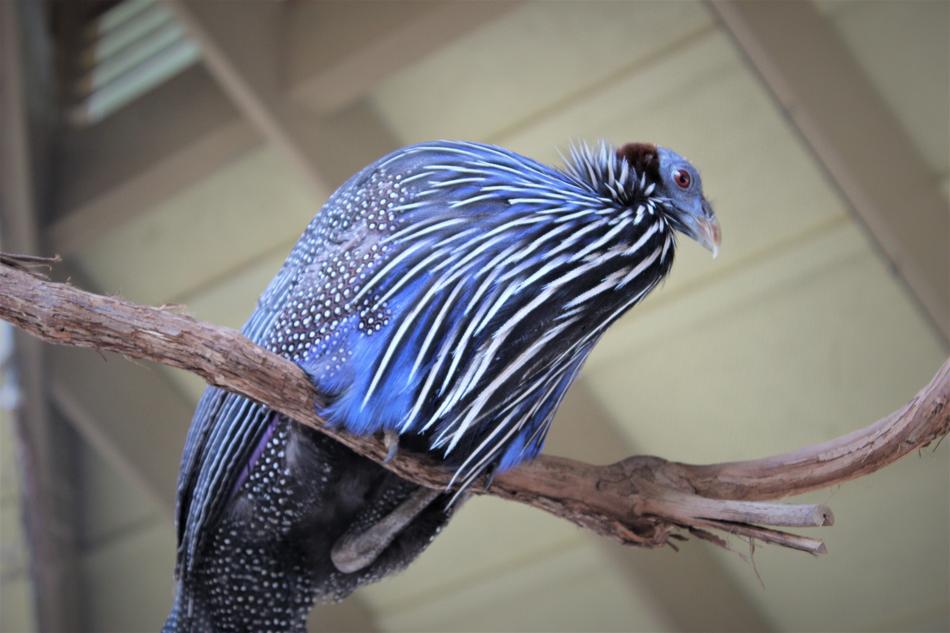 Birds Jungle