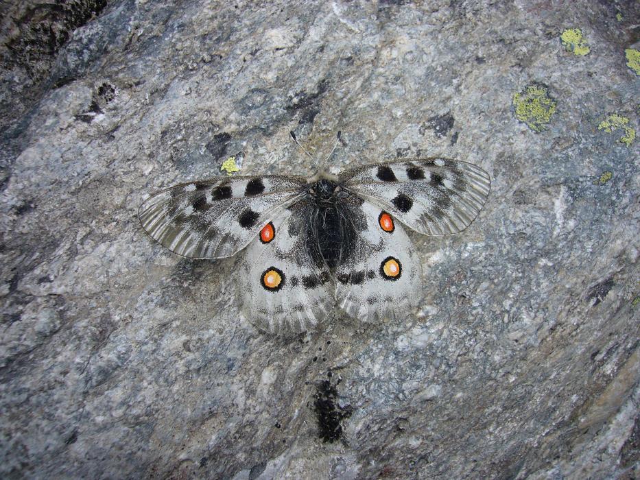 beautiful gray butterfly on a rock