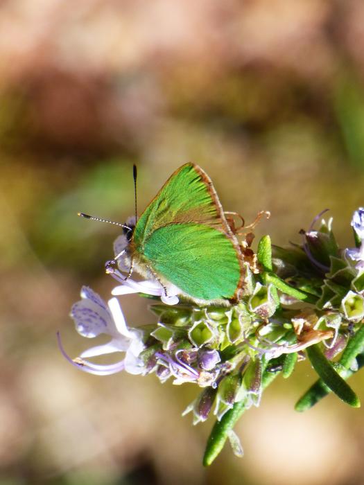 Cejialba Callophrys Rubi Butterfly
