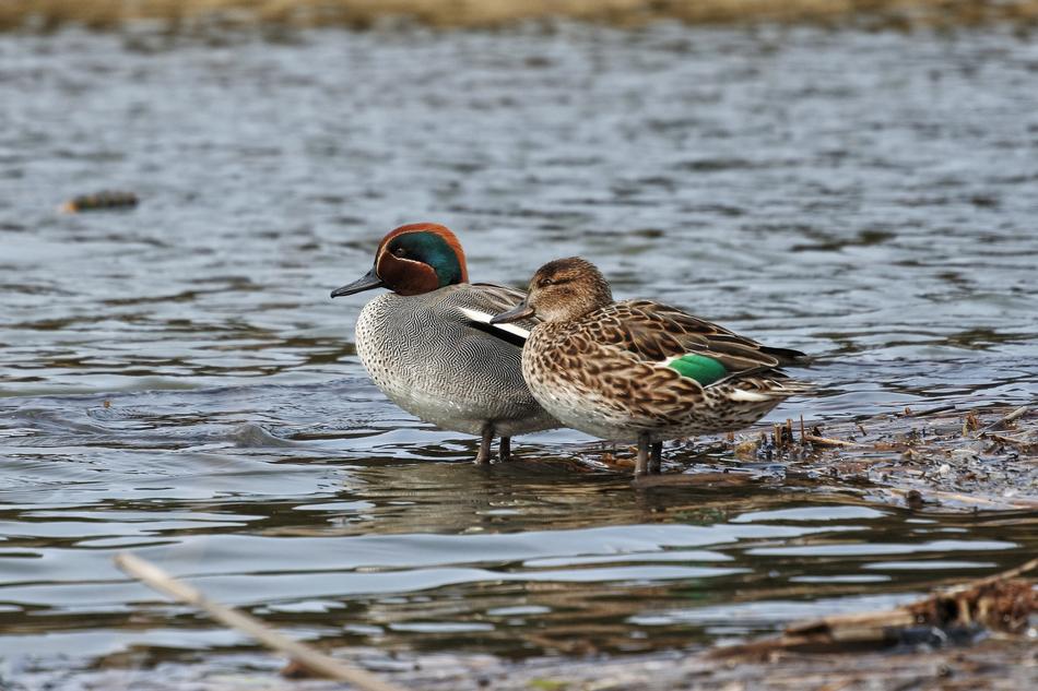 couple of ducks with toit on the lake