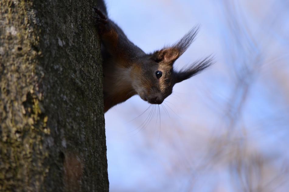 Squirrel Salzburg
