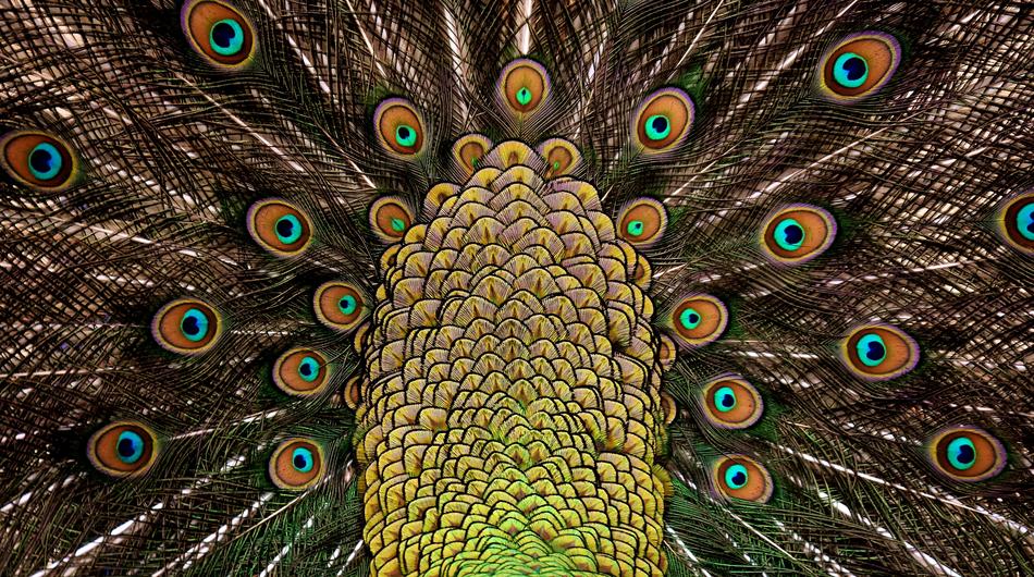 Beautiful and colorful, gradient feathers of peacock