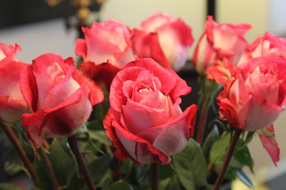 beautiful roses bouquet in a vase