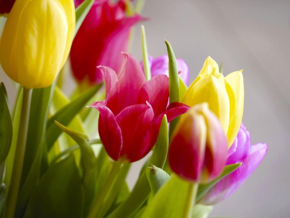 Tulips Bouquet Tulip
