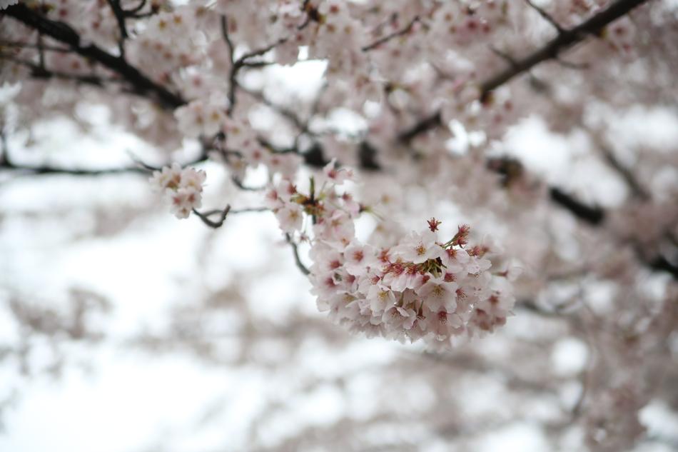 Spring Cherry Blossom