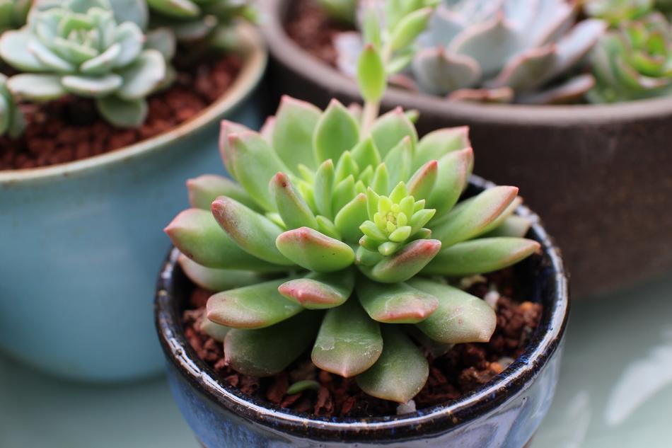 a beautiful potted plant