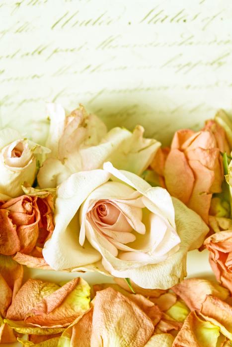 Close-up of the beautiful and colorful, vintage rose at background with the text, clipart