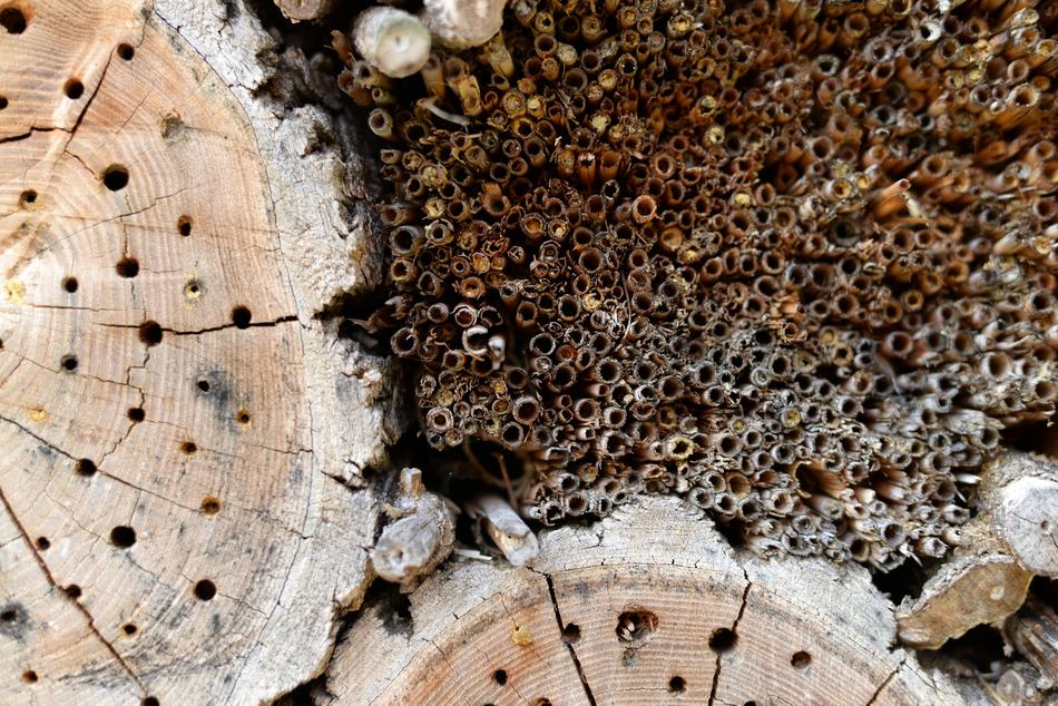 Wood Holes Twigs Bee