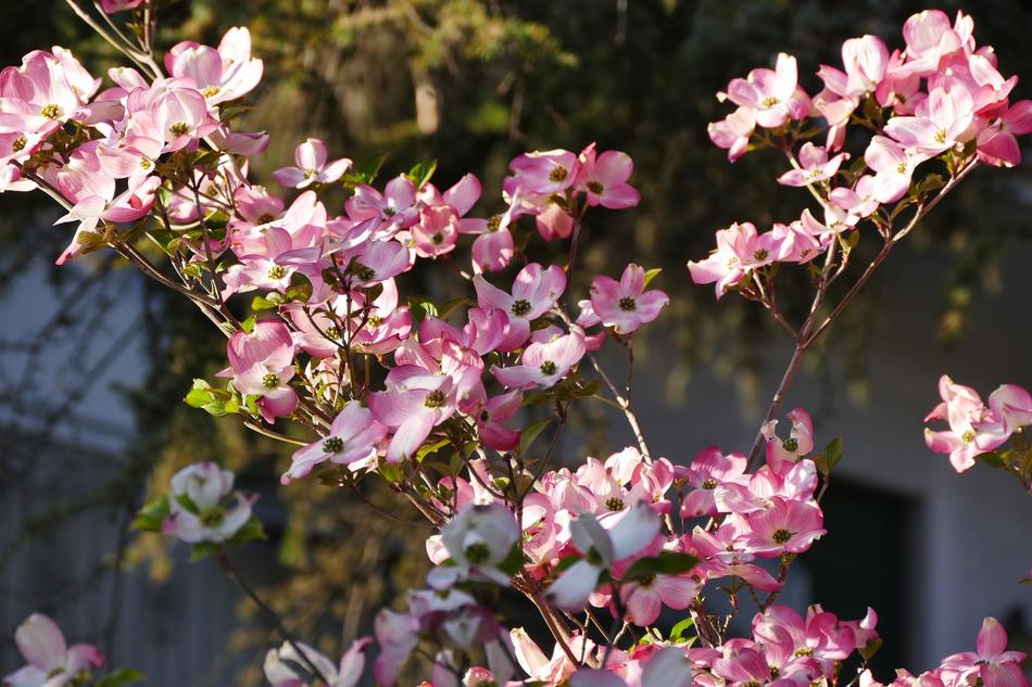 Spring Meran Still Life