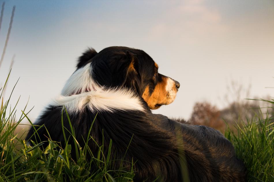 impressively beautiful Dog
