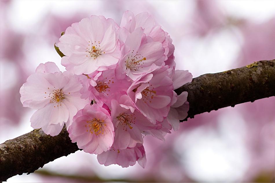 Japanese Cherry Pink Tree Prunus
