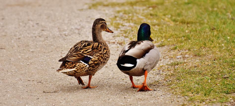Walk Pair Of Ducks