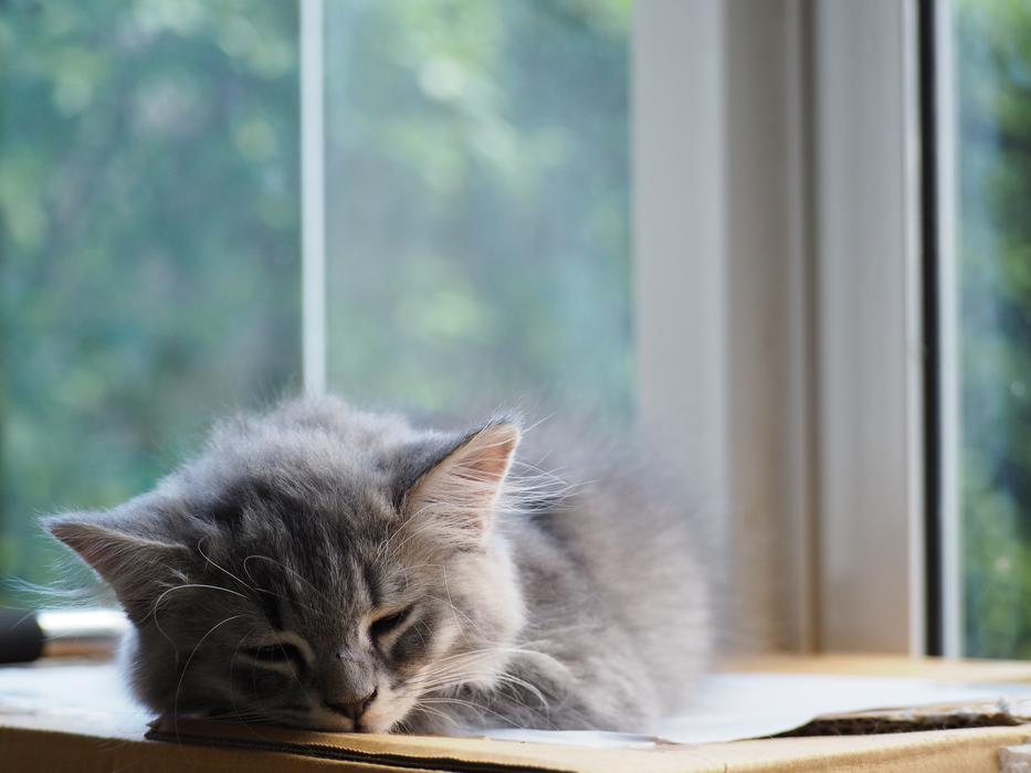 perfect Cat Sleep