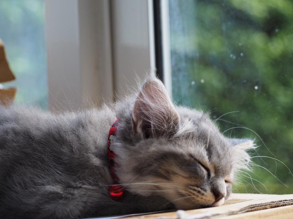 cute fluffy kitten sleeps on the windowsill