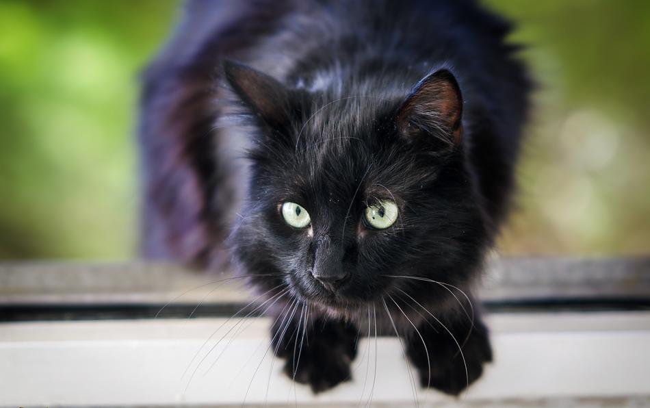Beautiful and cute black cat at blurred background