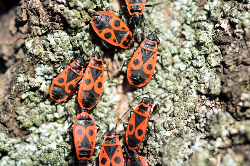 photo of fire bugs on a stone
