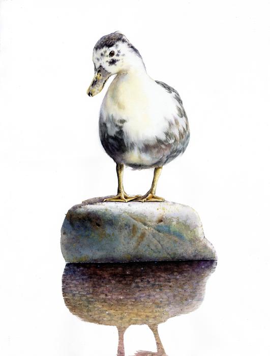 watercolor duck baekjunseung figure