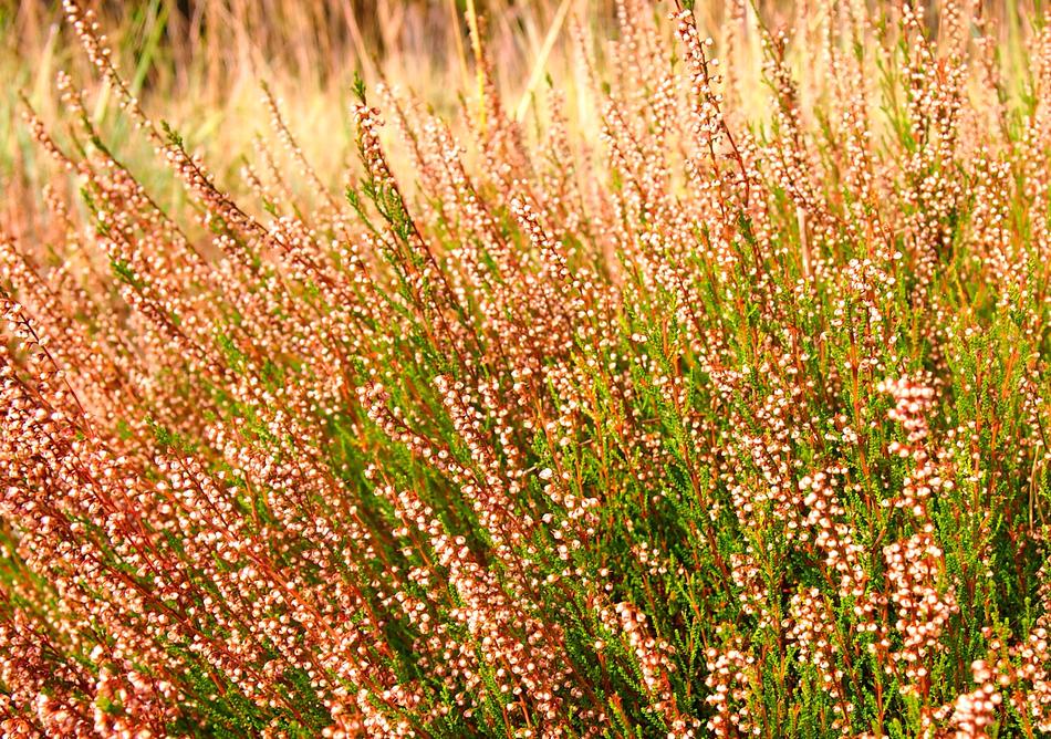 Heather Sunlight