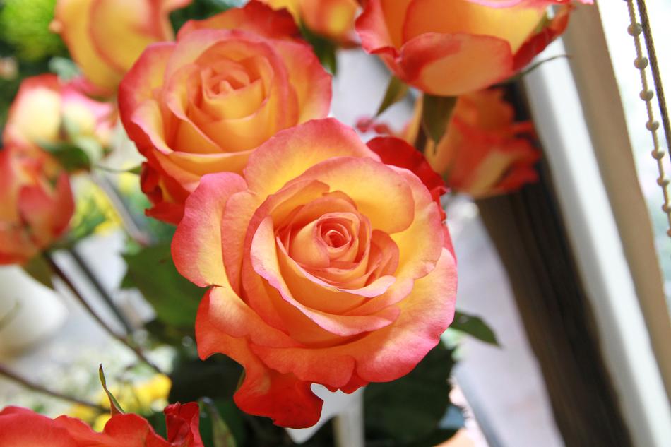 Rose Flowers Pink