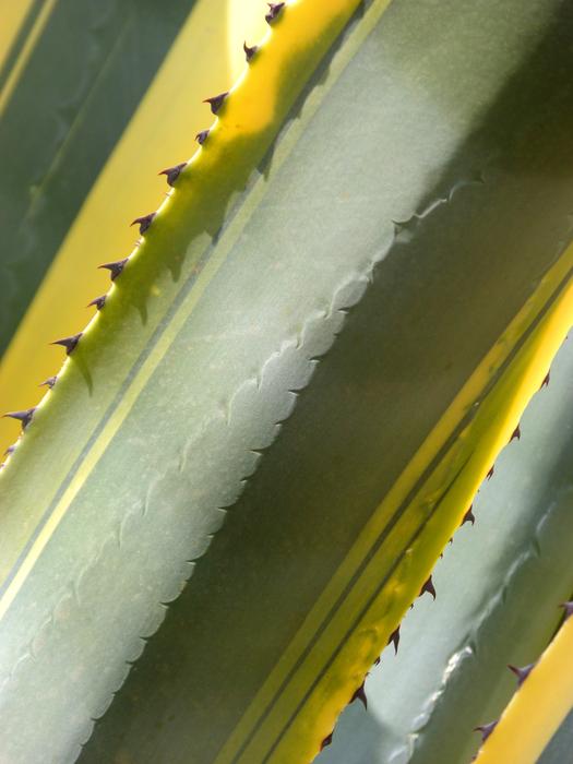 Close-up of the beautiful and colorful leaves of the Atzavara