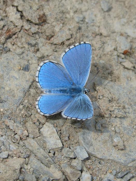 blue butterfly with big wings