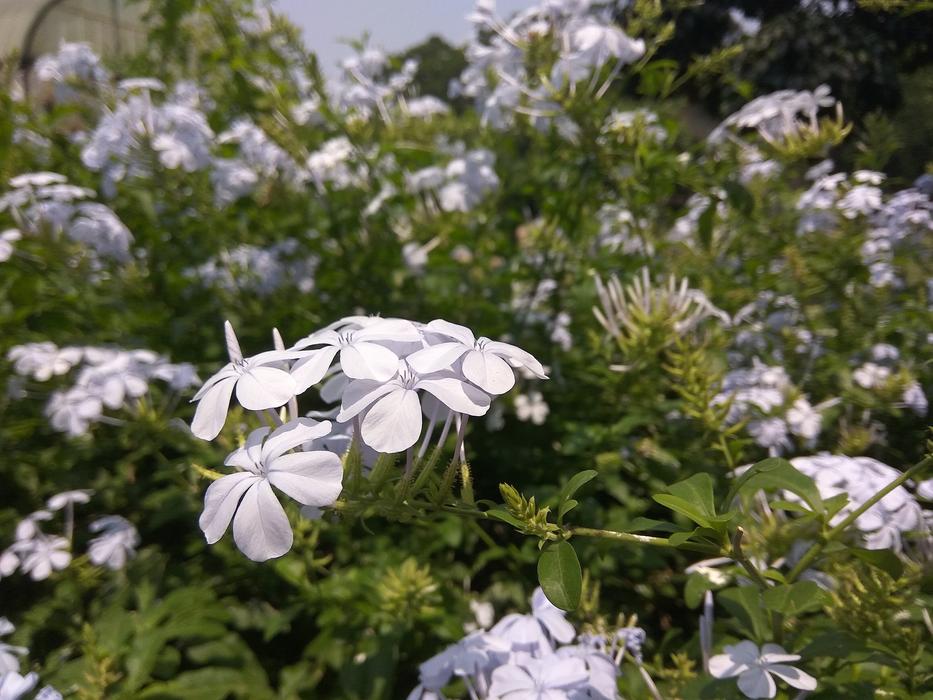 beautiful flowers in a wild field