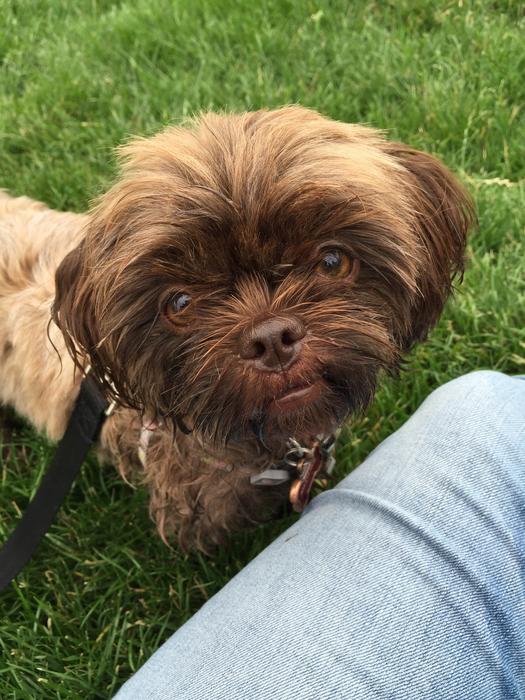 Shorkie Shitzu