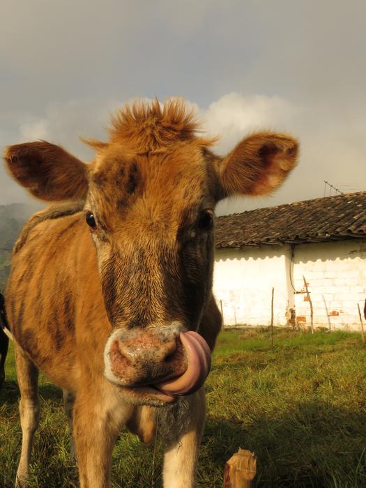 Cow Animals