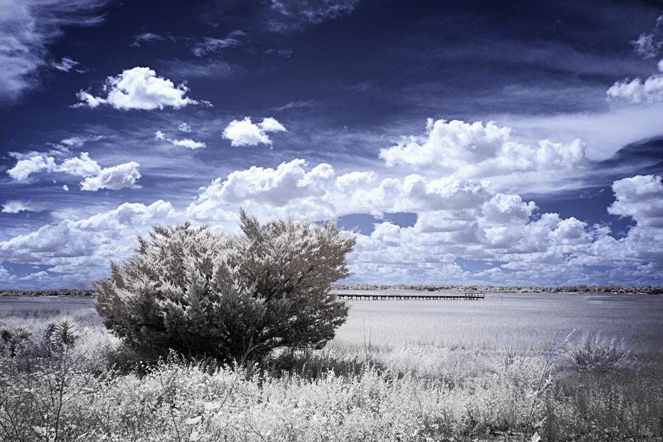 Infrared Marsh Grass Low Tide