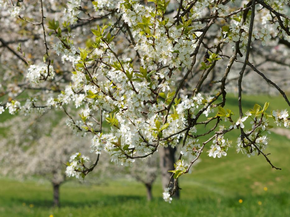 Nature Spring Tree free image download