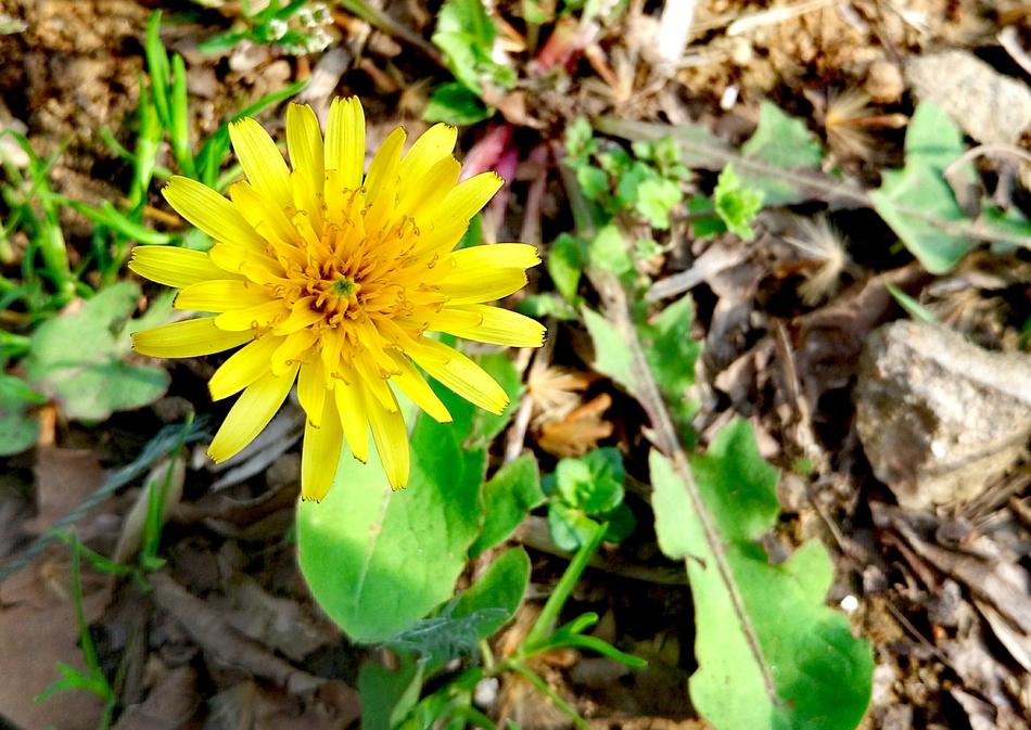 Dandelion Flowers And Plants