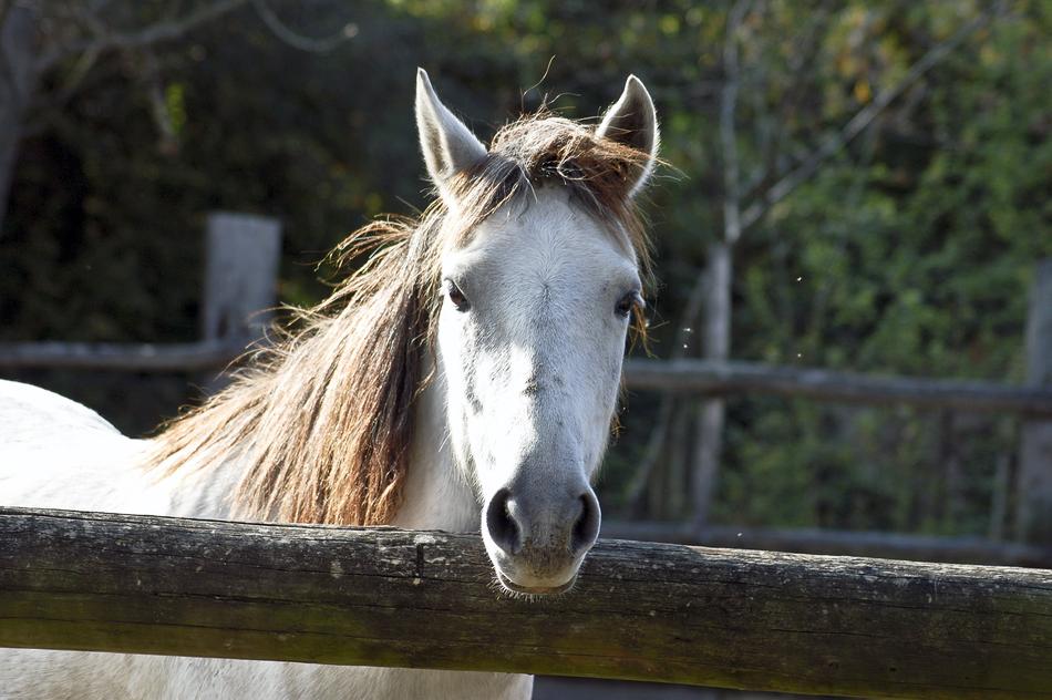 Horse Head Stallion