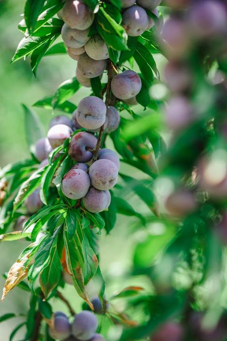 ripe sweet plums on a tree