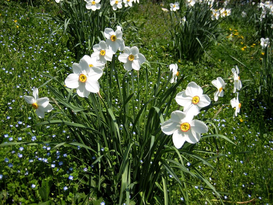 Daffodils Spring Harbinger Of